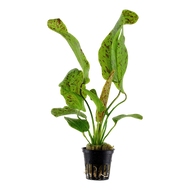 Echinodorus Ozelot Green, 2in - Floral Acres Greenhouse & Garden Centre
