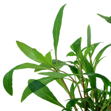 Hygrophila Corymbosa Siamensis 53B, 2in - Floral Acres Greenhouse & Garden Centre