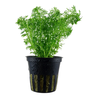 Limnophila Sessiliflora, 2in - Floral Acres Greenhouse & Garden Centre