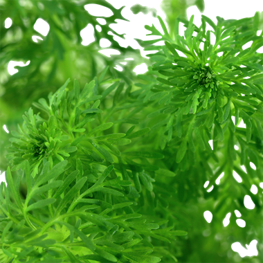 Limnophila Sessiliflora, 2in - Floral Acres Greenhouse & Garden Centre