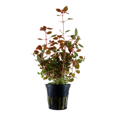 Ludwigia Palustris, 2in - Floral Acres Greenhouse & Garden Centre