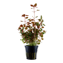 Load image into Gallery viewer, Ludwigia Palustris, 2in - Floral Acres Greenhouse &amp; Garden Centre
