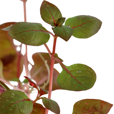 Ludwigia Palustris, 2in