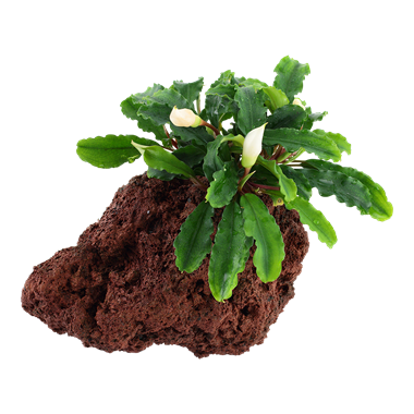 Bucephalandra Pygmaea Wavy Green, on Lava Rock - Floral Acres Greenhouse & Garden Centre