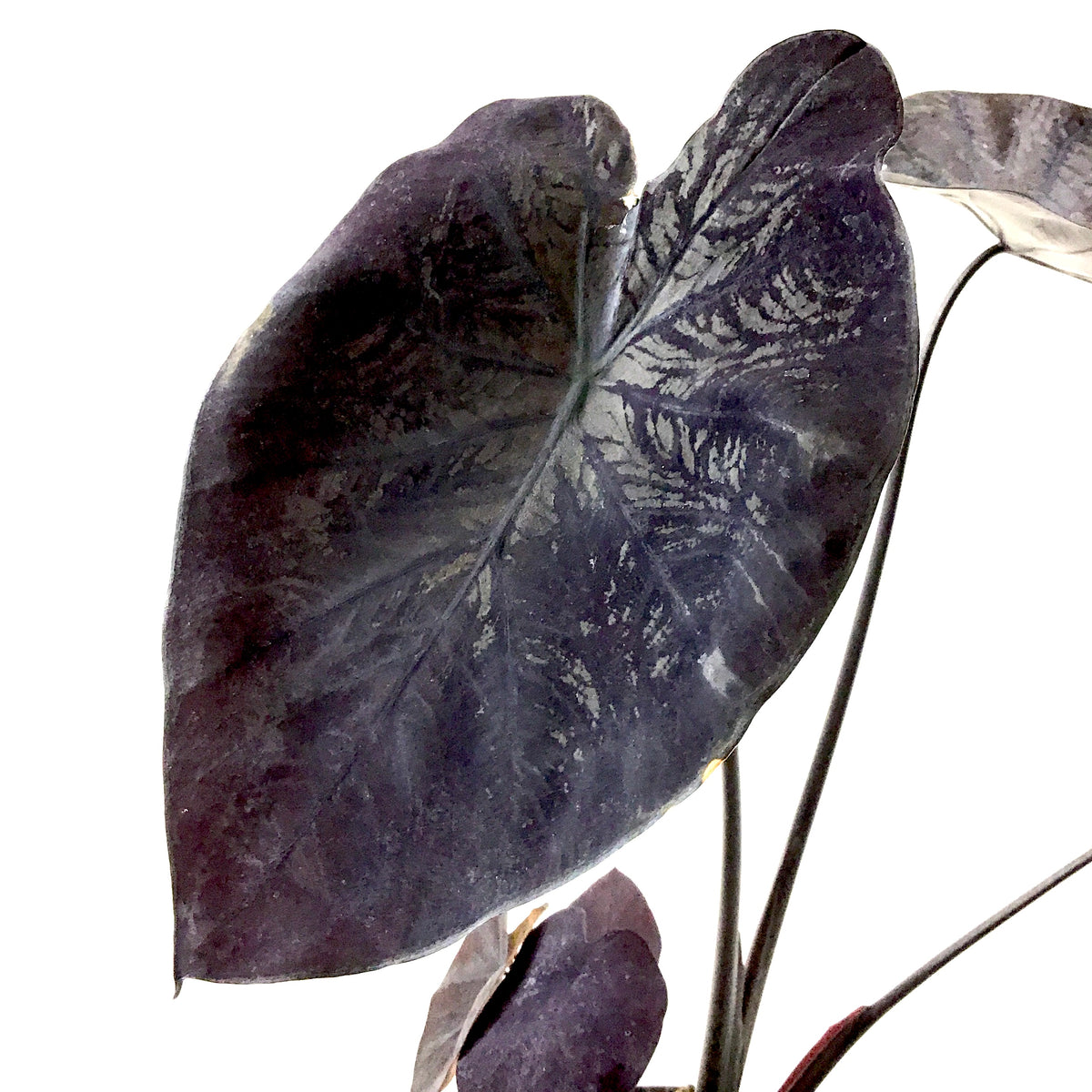 Colocasia, 6in, Royal Hawaiian® Black Coral - Floral Acres Greenhouse & Garden Centre