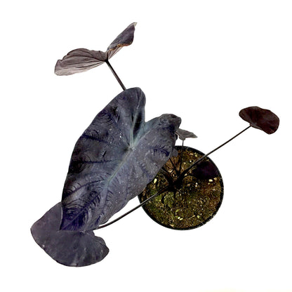 Colocasia, 6in, Royal Hawaiian® Black Coral - Floral Acres Greenhouse & Garden Centre