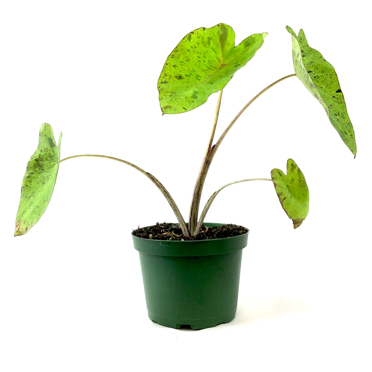 Colocasia, 6in, Mojito - Floral Acres Greenhouse & Garden Centre