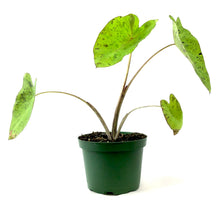 Load image into Gallery viewer, Colocasia, 6in, Mojito - Floral Acres Greenhouse &amp; Garden Centre
