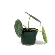 Alocasia, 4in, Maharani