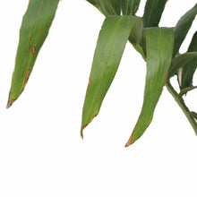 Load image into Gallery viewer, Palm, 24in, Adonidia Double
