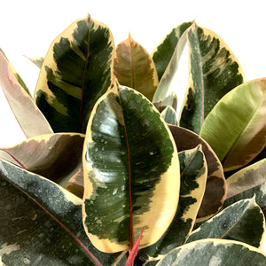 Ficus, 10in, Tineke - Floral Acres Greenhouse & Garden Centre