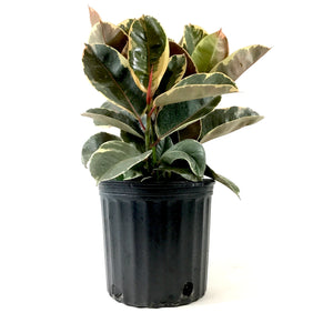 Ficus, 10in, Tineke - Floral Acres Greenhouse & Garden Centre