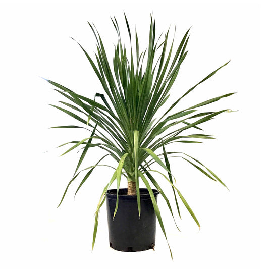 Dracaena, 14in, Arborea