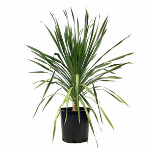 dracaena arborea plant Dracaena, 14in, Arborea – Floral Acres Greenhouse & Garden Centre
