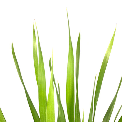 Dracaena, 14in, Arborea