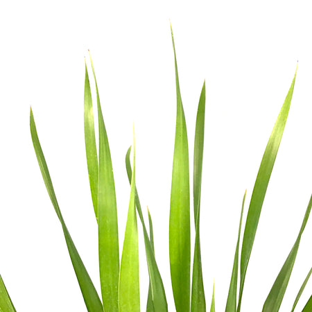 Dracaena, 14in, Arborea