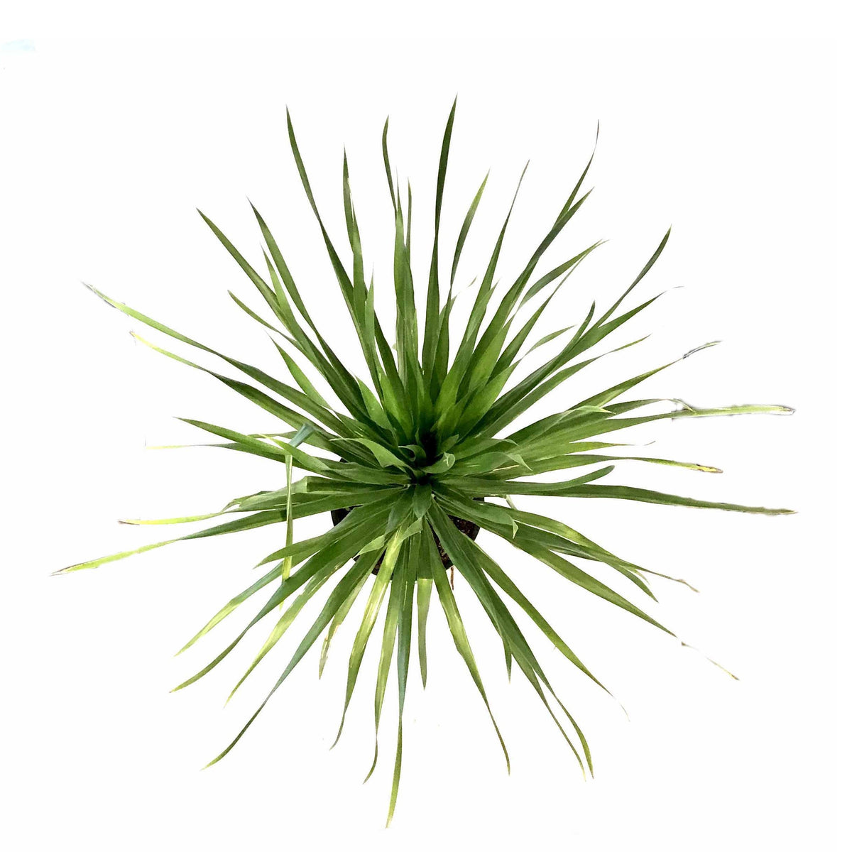 Dracaena, 14in, Arborea
