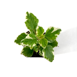 Annual, 2.5in, Swedish Ivy - Floral Acres Greenhouse & Garden Centre
