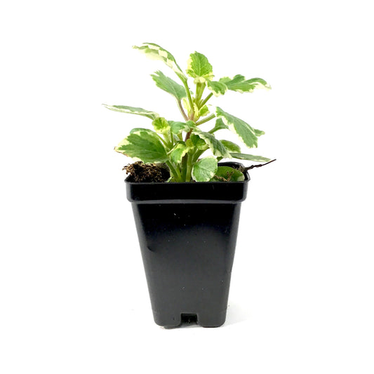 Annual, 2.5in, Swedish Ivy - Floral Acres Greenhouse & Garden Centre