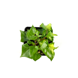 Annual, 2.5in, German Ivy - Floral Acres Greenhouse & Garden Centre