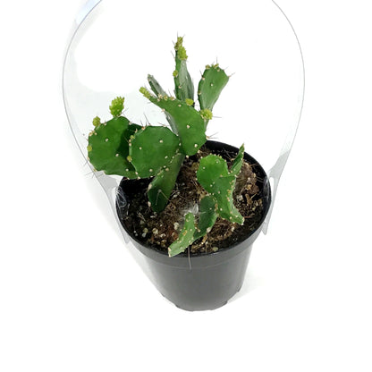 Cactus, 9cm, Argentine Opuntia