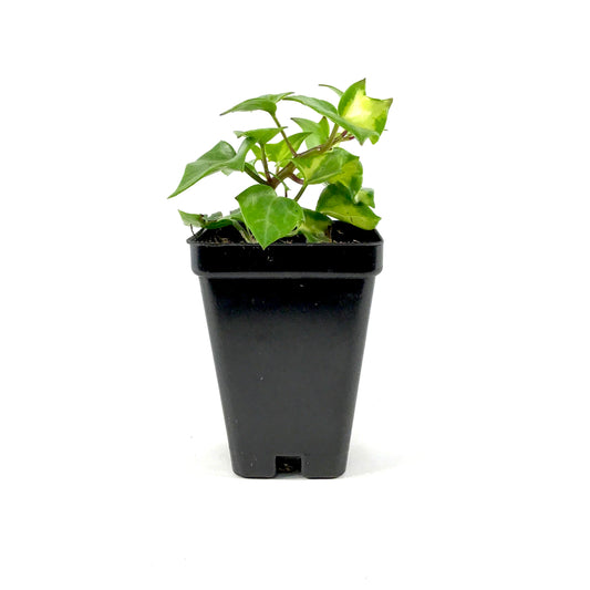 Annual, 2.5in, German Ivy - Floral Acres Greenhouse & Garden Centre