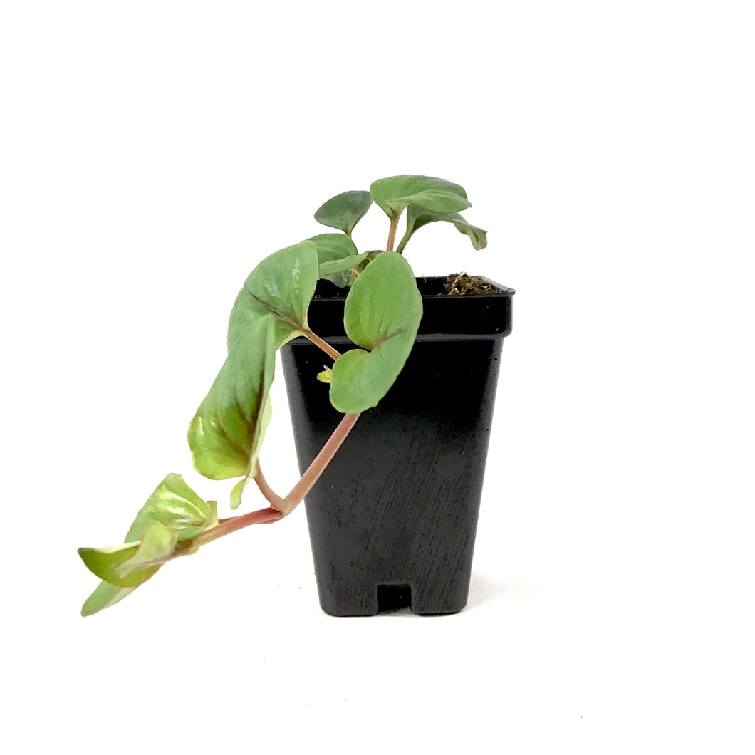 Annual, 2.5in, Lysimachia - Floral Acres Greenhouse & Garden Centre