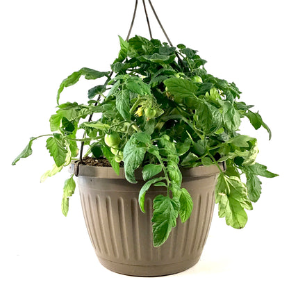 Vegetable, 10in, Tomato Hanging Basket