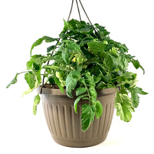 Load image into Gallery viewer, Vegetable, 10in, Tomato Hanging Basket
