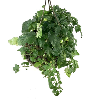 Vegetable, 10in, Tomato Hanging Basket
