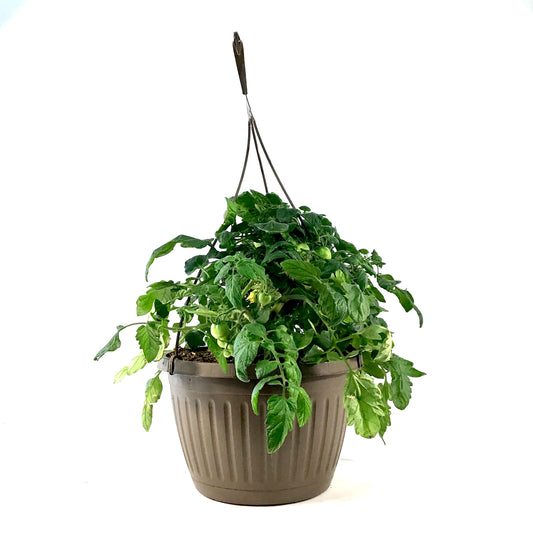 Vegetable, 10in, Tomato Hanging Basket