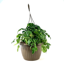 Load image into Gallery viewer, Vegetable, 10in, Tomato Hanging Basket
