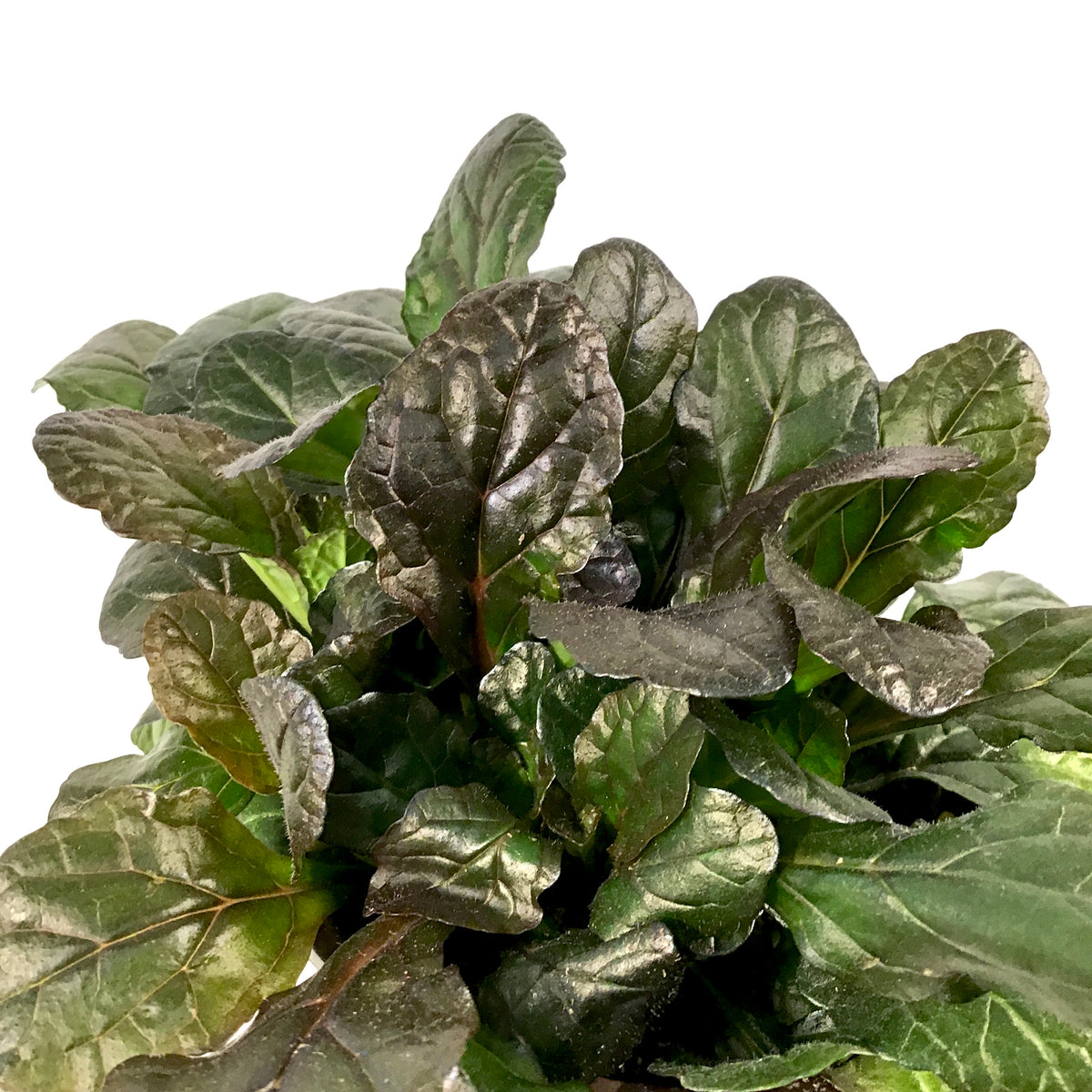Perennial, 4in, Ajuga - Floral Acres Greenhouse & Garden Centre