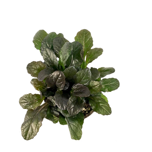 Perennial, 4in, Ajuga - Floral Acres Greenhouse & Garden Centre