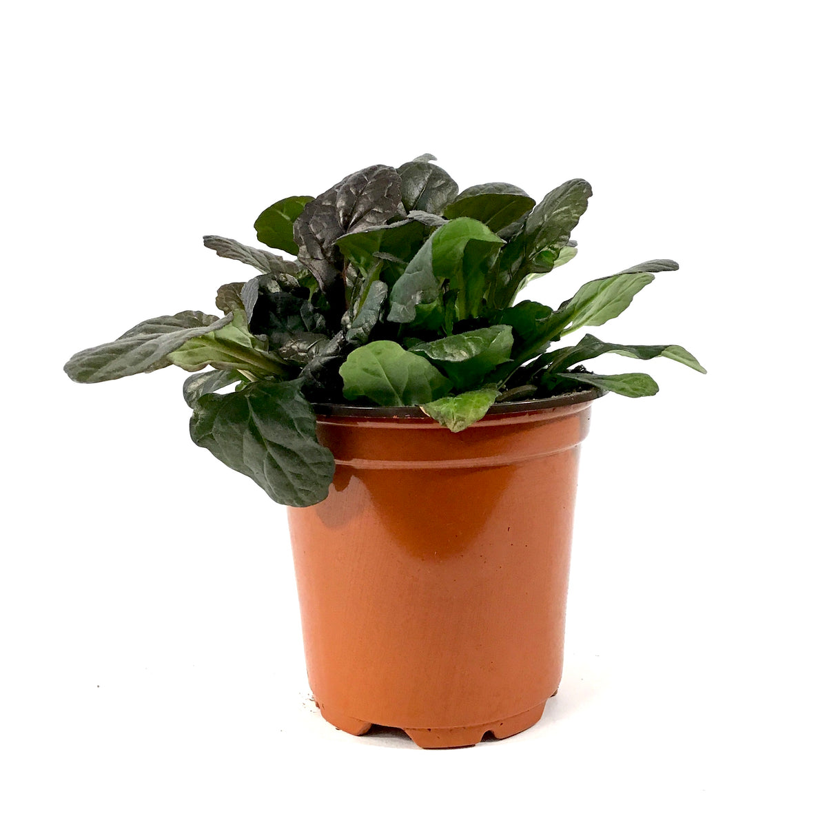 Perennial, 4in, Ajuga - Floral Acres Greenhouse & Garden Centre