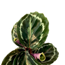 Load image into Gallery viewer, Calathea, 4in, Medallion - Floral Acres Greenhouse &amp; Garden Centre
