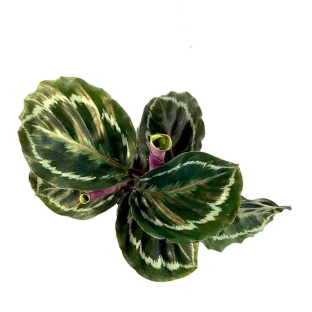 Calathea, 4in, Medallion - Floral Acres Greenhouse & Garden Centre