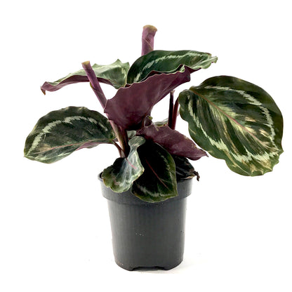 Calathea, 4in, Medallion - Floral Acres Greenhouse & Garden Centre