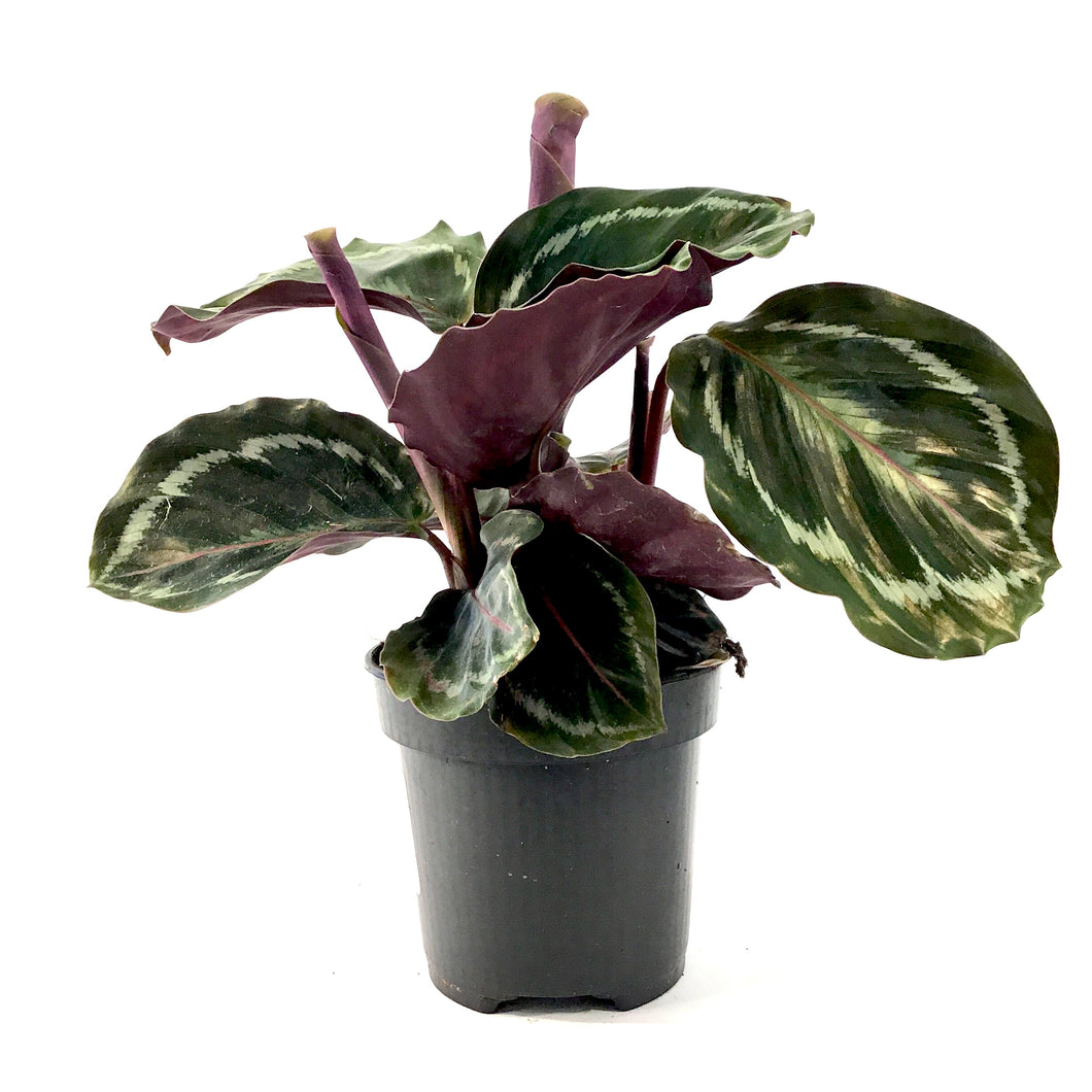 Calathea, 4in, Medallion - Floral Acres Greenhouse & Garden Centre