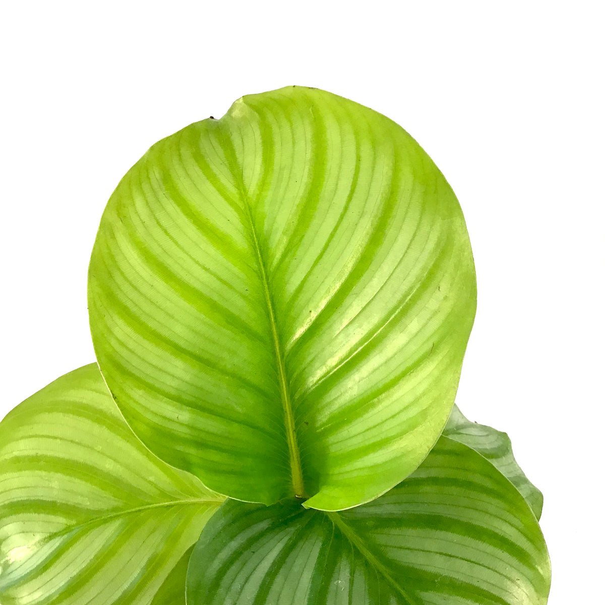 Calathea, 4in, Orbifolia - Floral Acres Greenhouse & Garden Centre