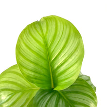 Load image into Gallery viewer, Calathea, 4in, Orbifolia - Floral Acres Greenhouse &amp; Garden Centre

