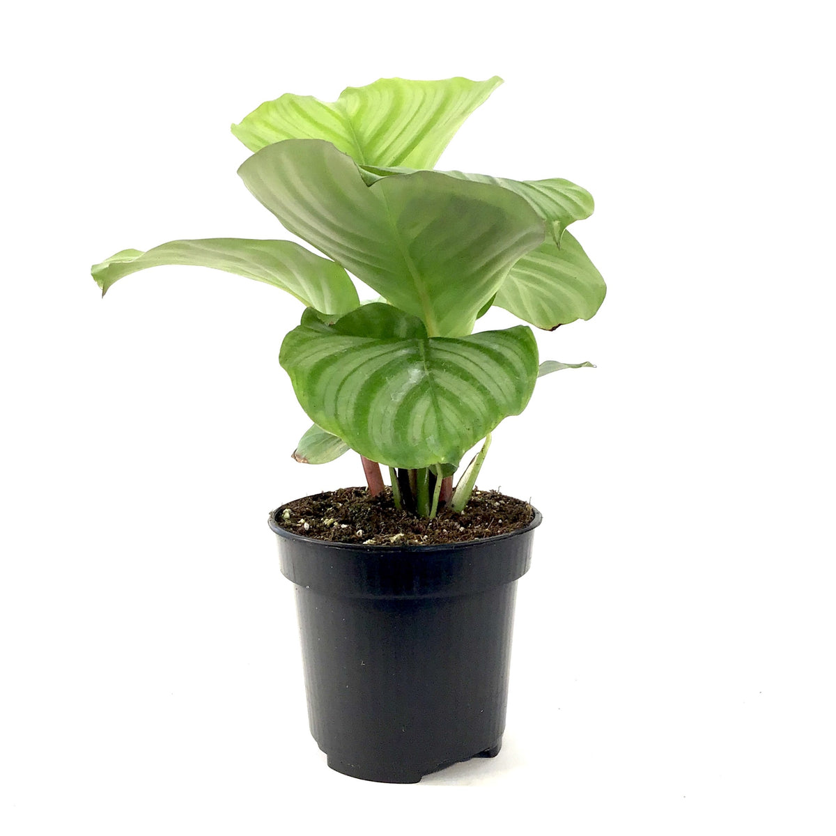 Calathea, 4in, Orbifolia - Floral Acres Greenhouse & Garden Centre