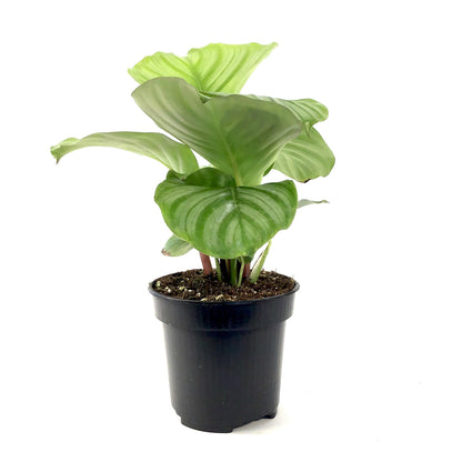 Calathea, 4in, Orbifolia - Floral Acres Greenhouse & Garden Centre