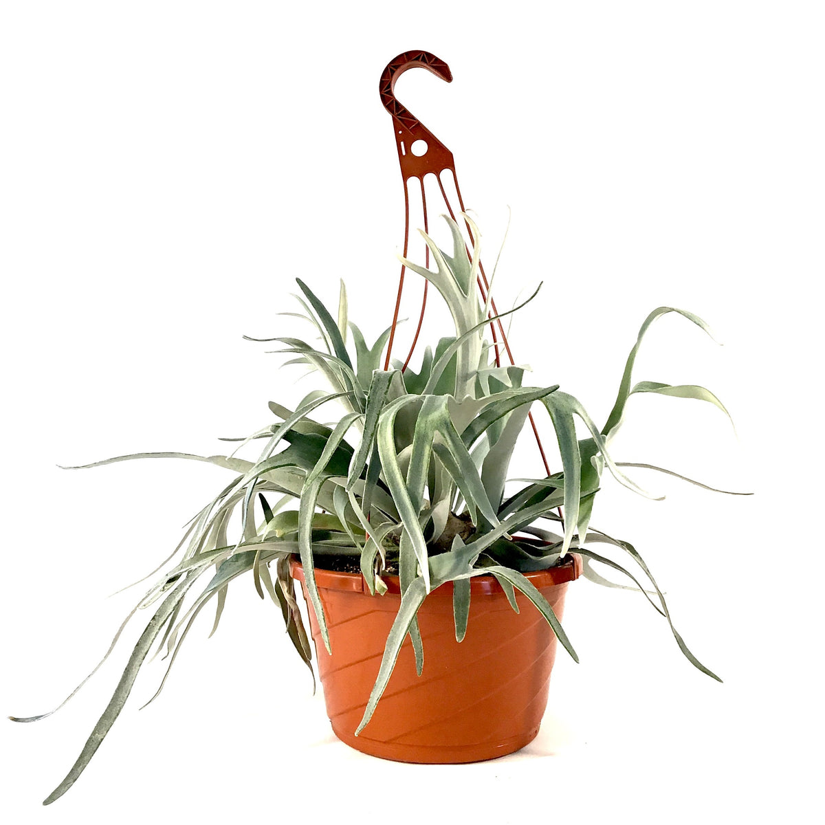 Fern, 12in HB, Dutch Staghorn - Floral Acres Greenhouse & Garden Centre