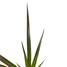 Load image into Gallery viewer, Dracaena, 4in, Marginata Magenta - Floral Acres Greenhouse &amp; Garden Centre
