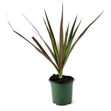 Load image into Gallery viewer, Dracaena, 4in, Marginata Magenta - Floral Acres Greenhouse &amp; Garden Centre
