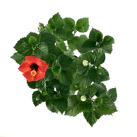 Hibiscus, 6in, Assorted Colours - Floral Acres Greenhouse & Garden Centre