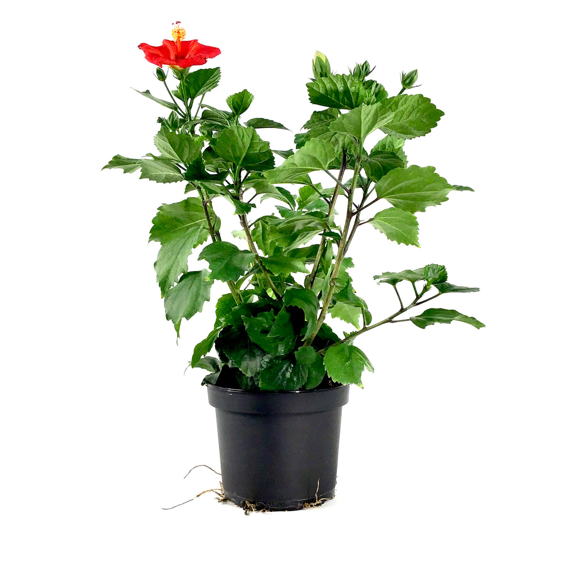 Hibiscus, 6in, Assorted Colours - Floral Acres Greenhouse & Garden Centre