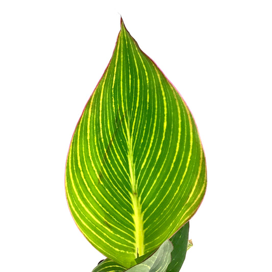 Canna, 5in, Pretoria - Floral Acres Greenhouse & Garden Centre
