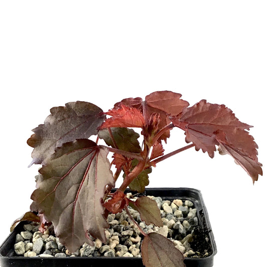 Hibiscus, 5in, Burgundy Aquarius - Floral Acres Greenhouse & Garden Centre